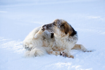 Big dog cleaning out the snow from paws