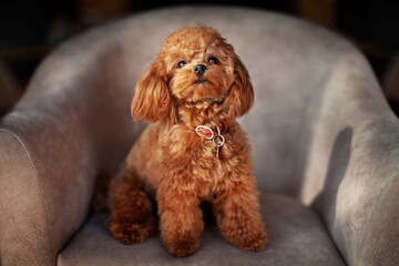 Funny dog. Purebred brown little puppy of miniature poodle breed sits on chair and looks at camera