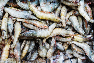 Tiger prawns in ice chips. Wholesale and retail trade in seafood. Close-up