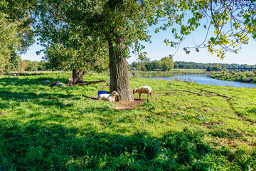 Flock of white sheep sheltering from sun under trees on plain next to  Maas river, Maasvallei...