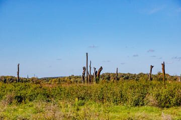 Wild vegetation on plain of Maasvallei nature reserve, huge trunks of fossil oaks in background at...