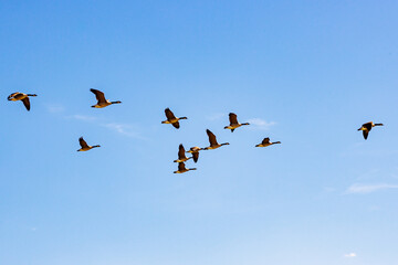 Fototapeta premium Group of Canadian geese flying against blue sky in V formation, over Maasvallei nature reserve, sunny autumn day in Meers, Elsloo, Netherlands