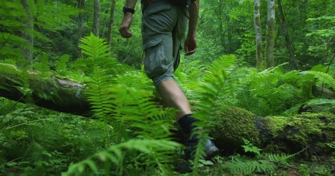 A hiker man with dreadlocks and backpack walking through dense ferns, stepping over a fallen trunk in a deciduous forest with a sandstone cave in background. Shot on RED.