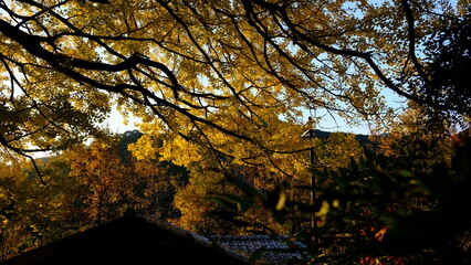 秋の風景（大銀杏）