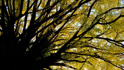 秋の風景（大銀杏）