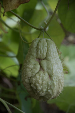 Frout Bilder Durchsuchen 35 Archivfotos, und Videos