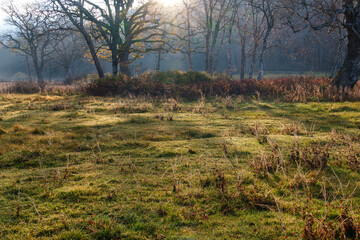 Obraz premium 草原の光芒