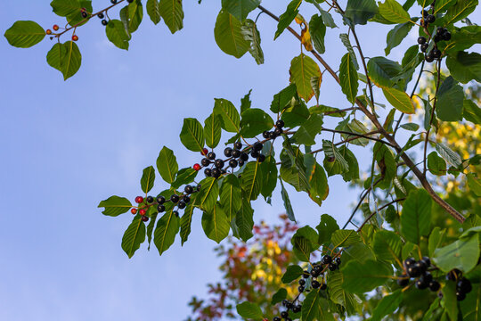 Leaves and fruits of the medicinal shrub Frangula alnus, Rhamnus frangula with poisonous black and red berries closeup