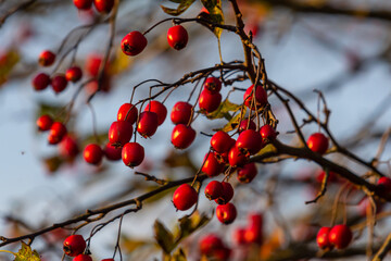 Hawthorn red berries grow on a bush