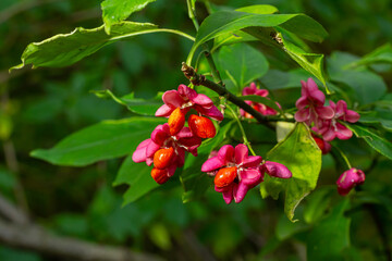 Euonymus europaeus, common spindle pink fruits closeup selective focus