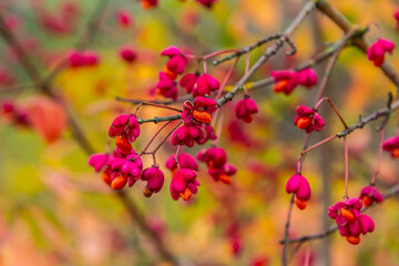 Euonymus europaeus european common spindle capsular ripening autumn fruits, red to purple or pink colors with orange seeds, autumnal colorful leaves