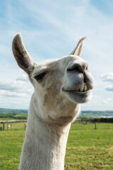 Obraz premium Portrait of funny alpaca with light color fur in an open zoo or farm on green grass.