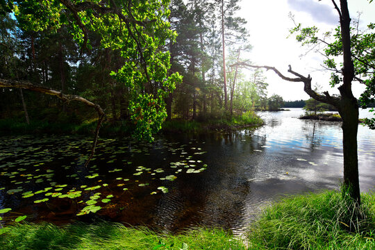 Sweden, Stockholm County, Summer lakeshore inTyresta National Park