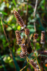 Dying self-heal ready to reseed