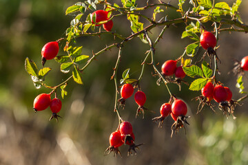 Red rosehip berries on the branches. Romantic autumn still life with rosehip berries. Wrinkled...