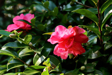 red camellia flowers blooming on camellia trees