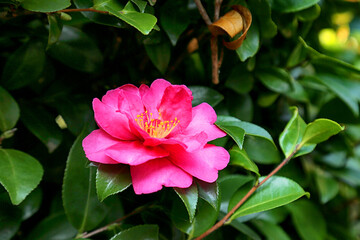 red camellia flowers blooming on camellia trees