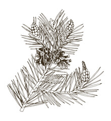 Scots pine tree branch vector