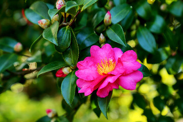 red camellia flowers blooming on camellia trees
