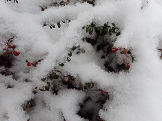 detail of a tree branch in winter with snow