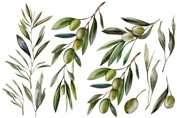 Watercolor set with olive berries and green leaves.