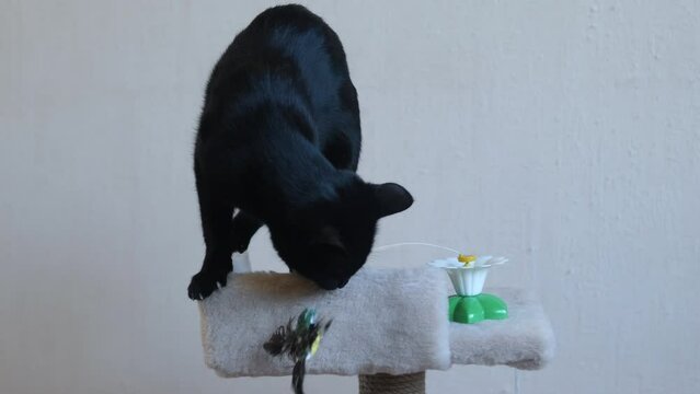 a black domestic adult cat plays with a toy while on a scratching post. pets play at home. animal care