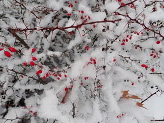 detail of a tree branch in winter with snow