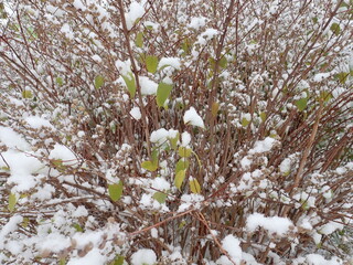 detail of a tree branch in winter with snow