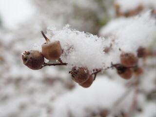 detail of a tree branch in winter with snow