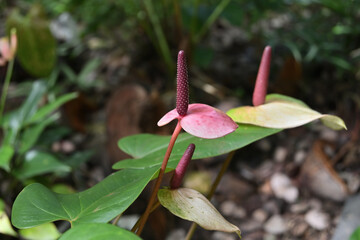 A side view of an elevated spadix in maroon color on a purple Anthurium flower