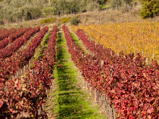 Italia, Toscana, i vigneti e  campagna Toscana in autunno .
