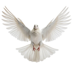 White dove of peace flying with wings spread open in sky