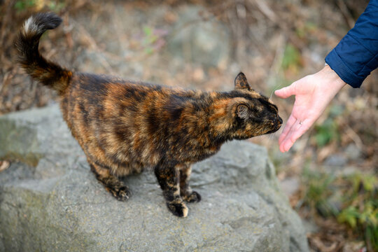 Woman hand touch stray cat outdoor. Selective focus.