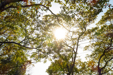 森から差し込む太陽