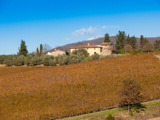 Fototapeta premium Italia, Toscana, i vigneti e campagna Toscana in autunno .