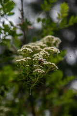 fern in the forest