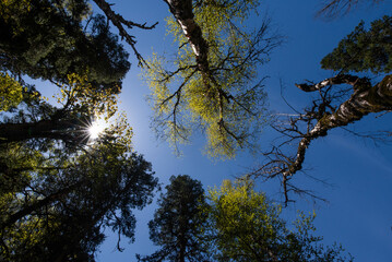 Looking up a tree with the sun shining through it