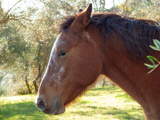 Italia, Toscana, cavallo al pascolo nella campagna toscana,