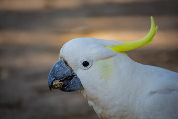 Cockatoo Parrots of Australia