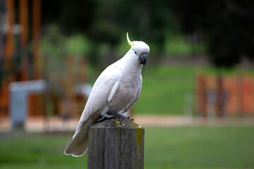 Cockatoo Parrots of Australia