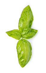 Fresh green basil leaves