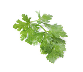 Sprig of fresh green parsley leaves isolated on white