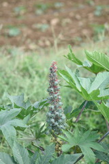 Castor bean grows, Castor bean Put into production castor oil. Ricinus communis, the castor bean or castor oil plant, is a species of perennial flowering plant in the spurge family, Euphorbiaceae.