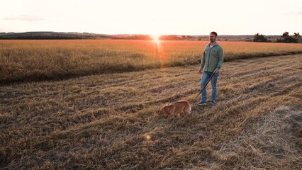 Naklejka na ściany i meble Man walks cute cocker spaniel dog on leash in field with mown grass at sunset