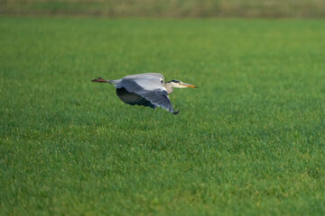 Beautiful gray heron bird in flight against a green grass background. Insect in its beak in a natural background, grass