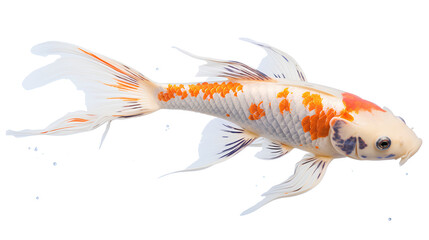 A colorful koi carp fish isolated on a transparent background, Generative AI