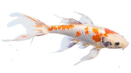 A colorful koi carp fish isolated on a transparent background, Generative AI