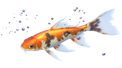 A colorful koi carp fish isolated on a transparent background, Generative AI