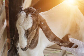 checking the white goat with brown stripes with long ears in the pen, checking the animal's health....