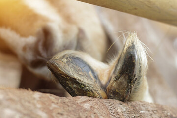 closeup of goat feet and goat hooves licking area, goat feet hygiene health concept